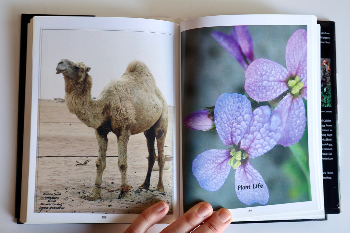 2011 Ras Al-Zour: A Naturalist’s Photo Album – Margery Ruth Deemer | Kuwait Wildlife & Natural History