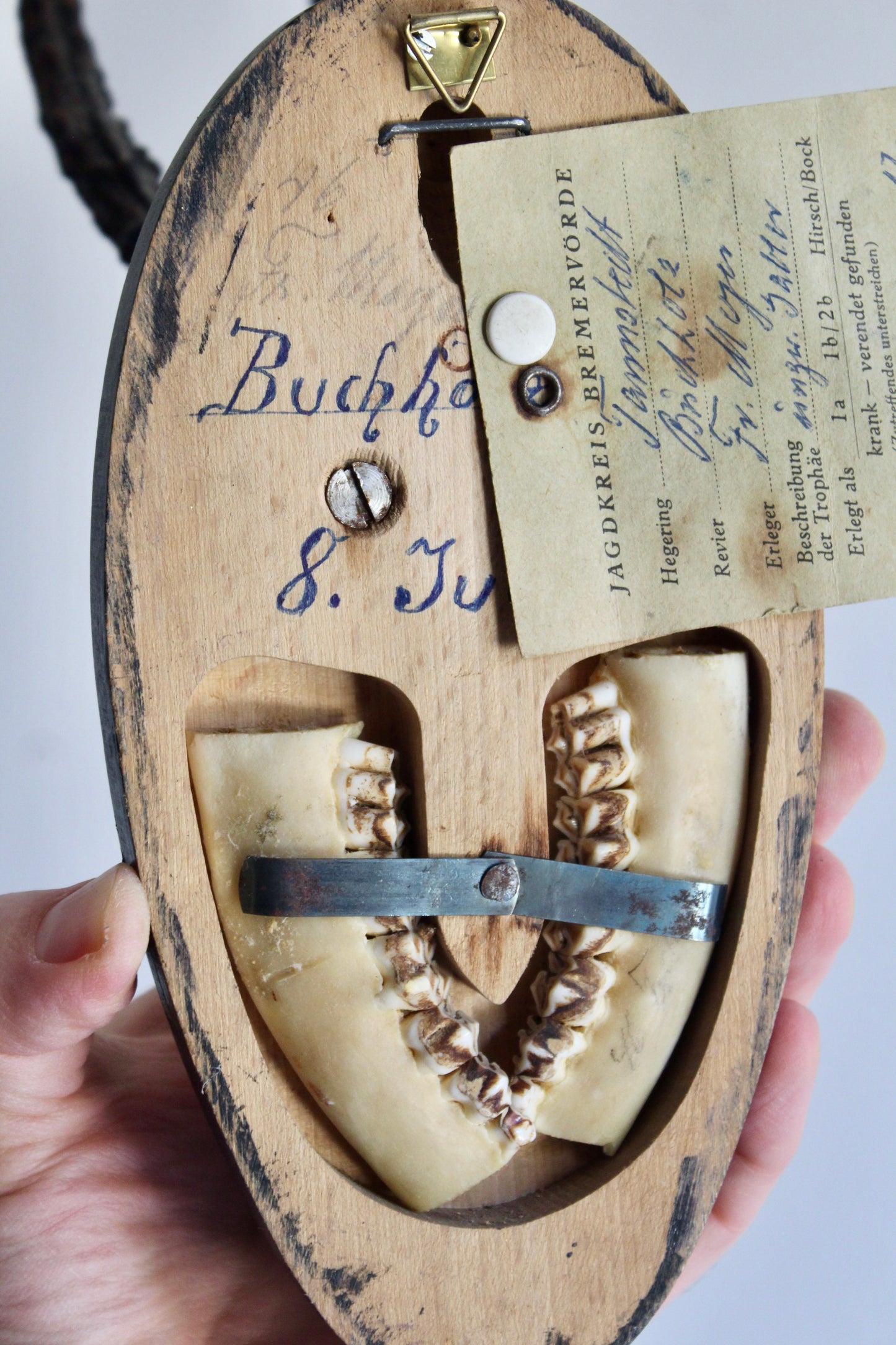 Vintage German Roe Deer Antler Trophy | Dated 1965 with Original Hunting Tag