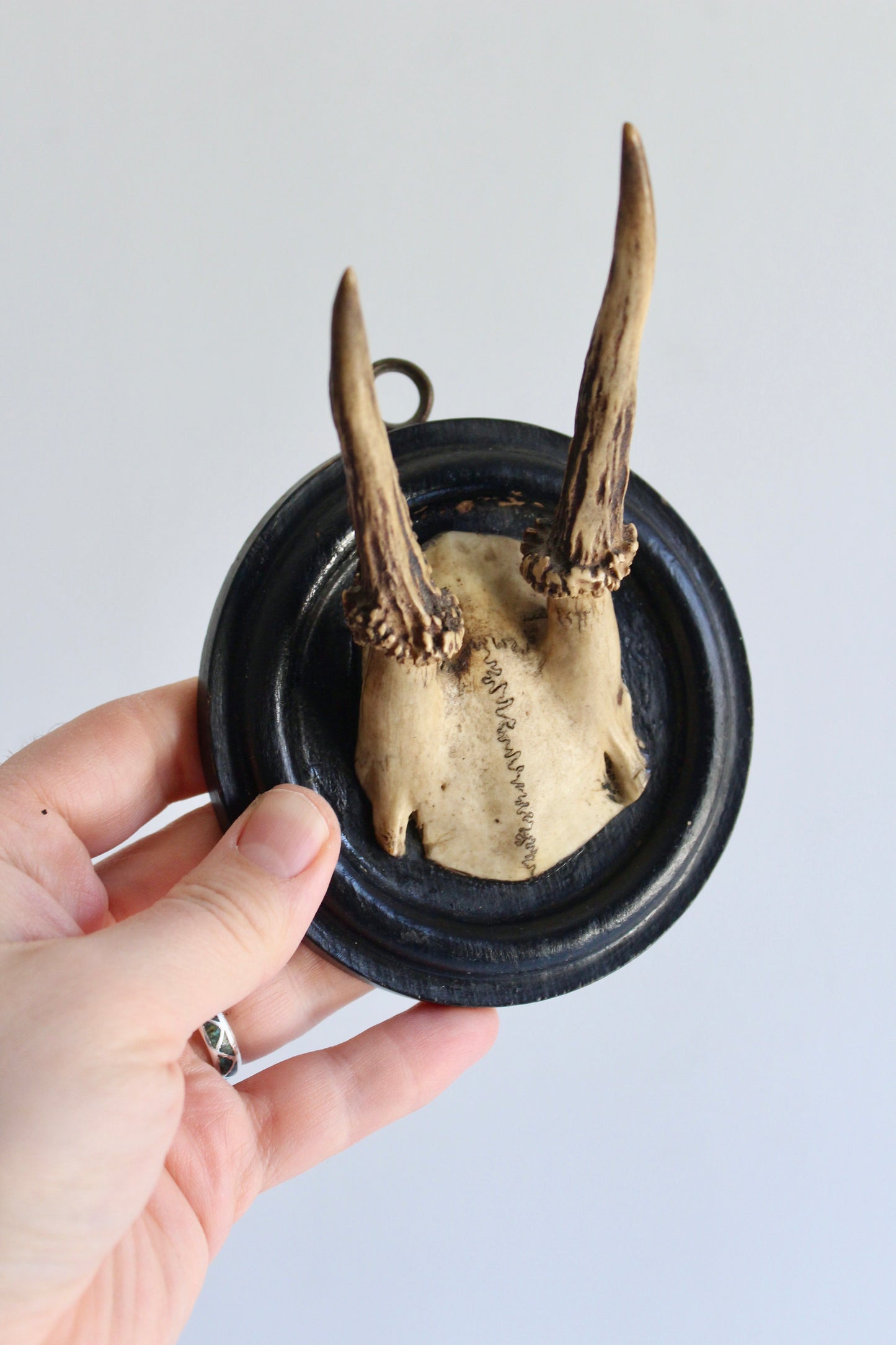 Vintage European Roe Deer Antler Wall Mount