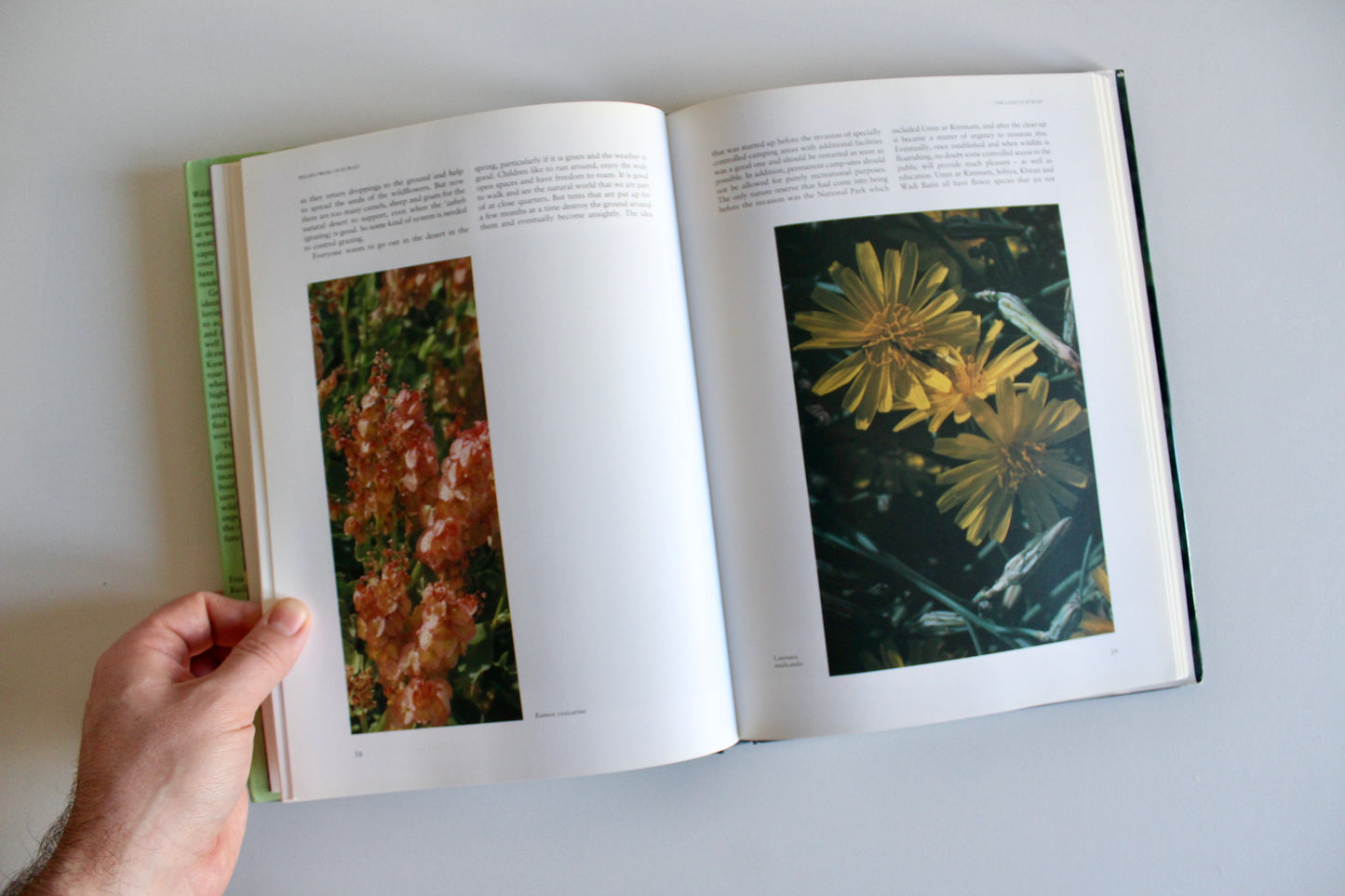 Vintage 1995 "Wildflowers of Kuwait" Hardcover by Linda Shuaib – Rare Kuwait Natural History Book