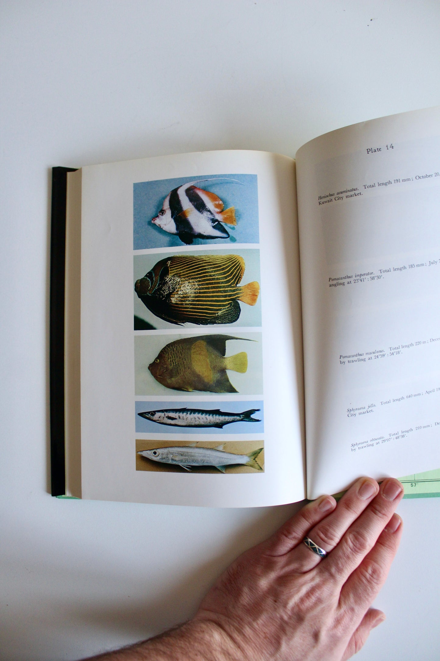 Fishes of Kuwait (1972 First Edition) – KISR Natural History Book with Dust Jacket