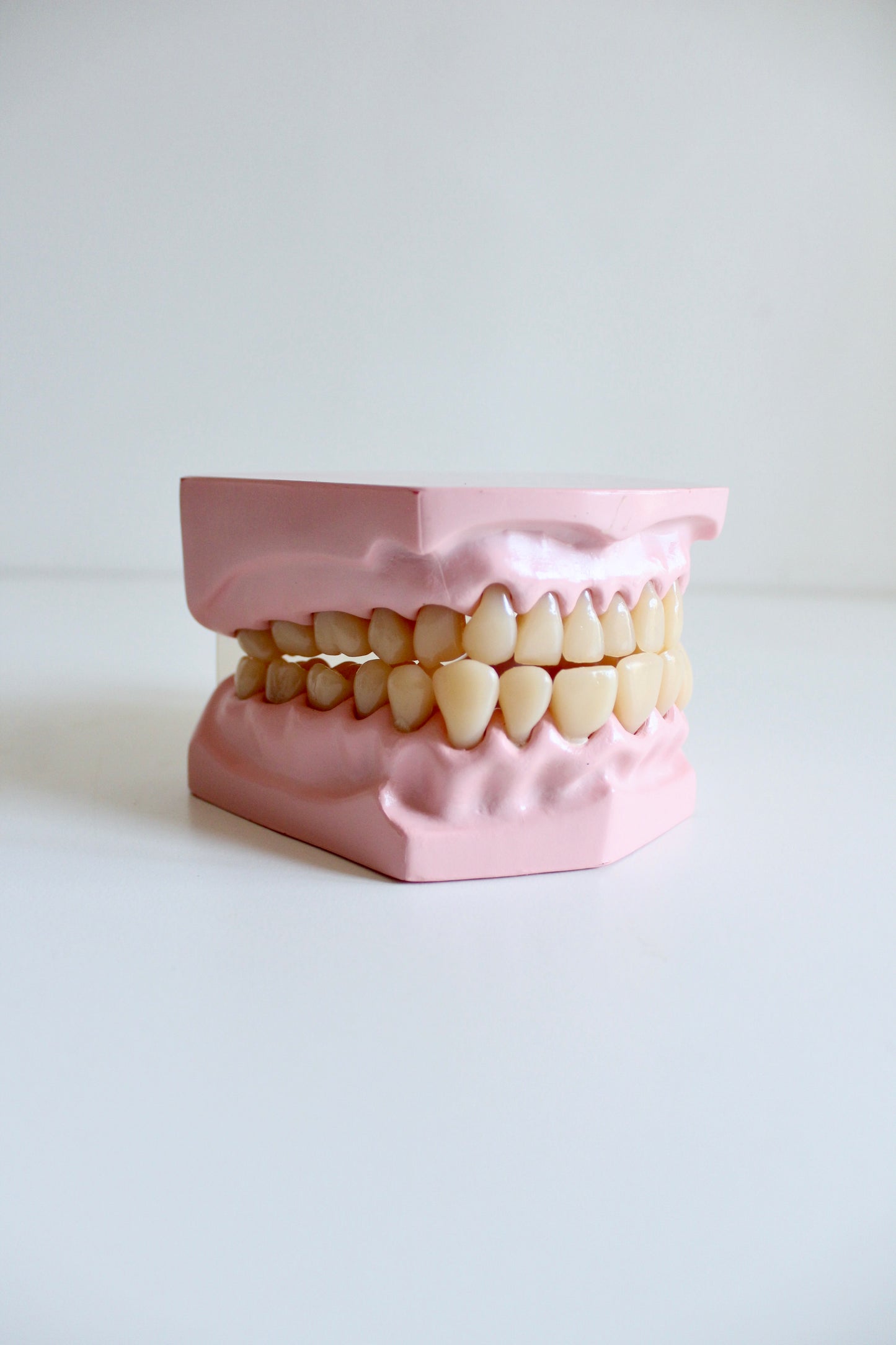 Oversized Dental Teaching Model