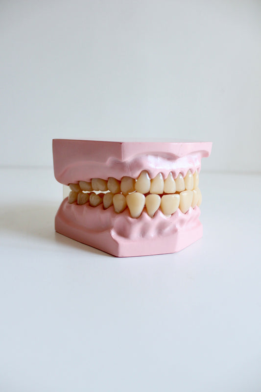 Oversized Dental Teaching Model