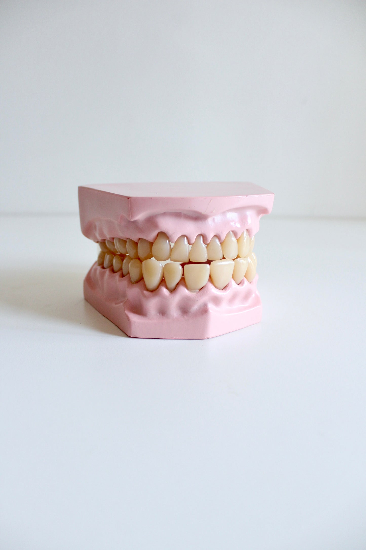 Oversized Dental Teaching Model