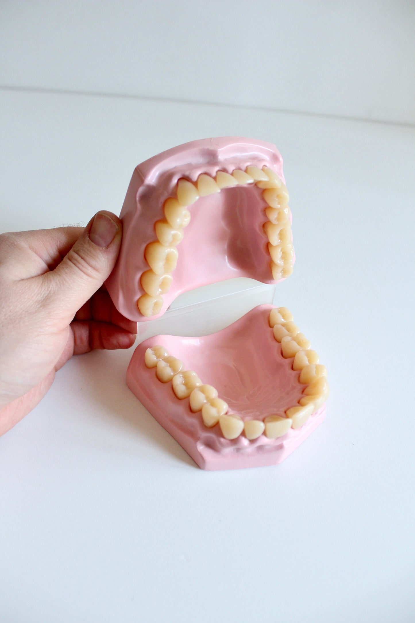 Oversized Dental Teaching Model