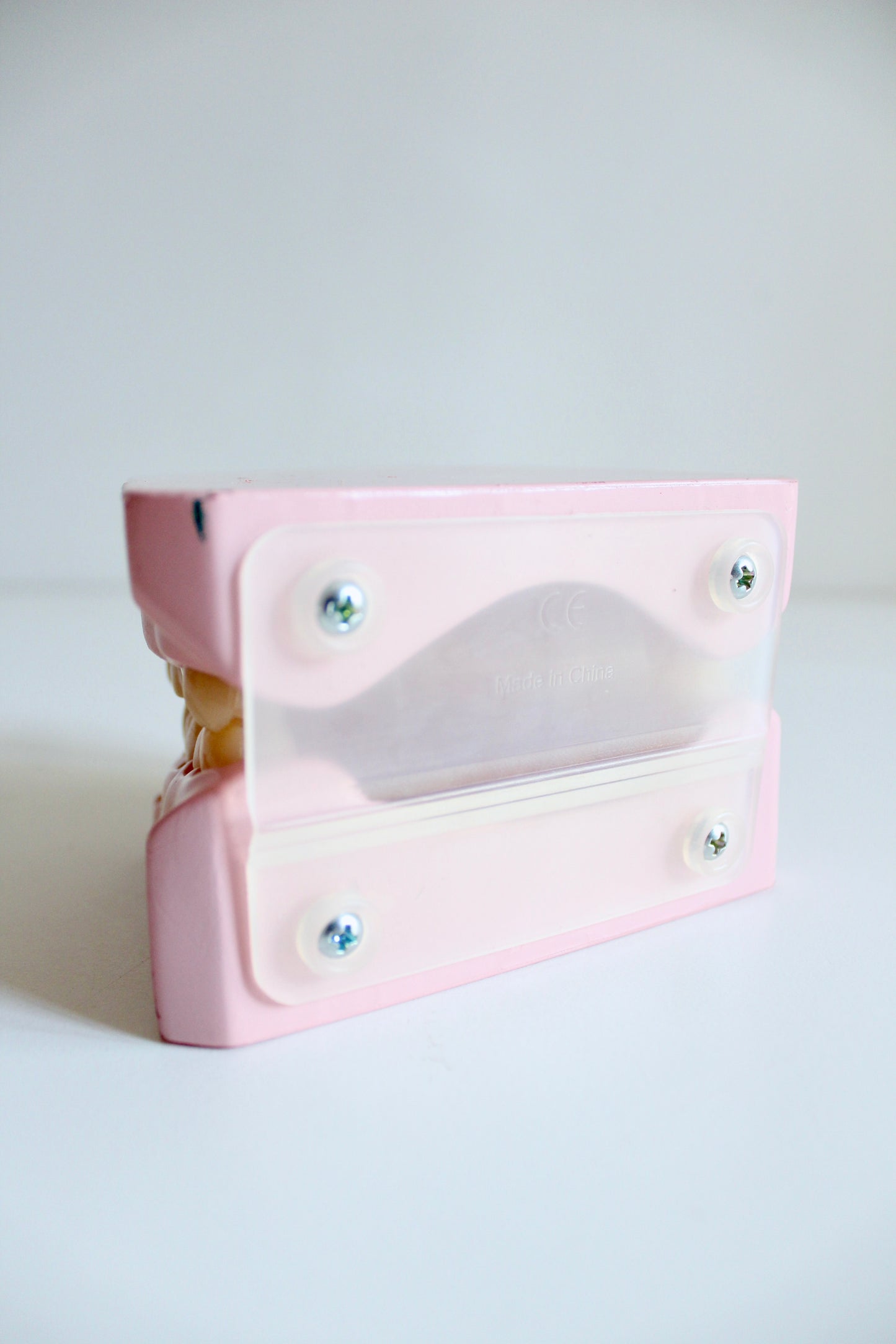 Oversized Dental Teaching Model