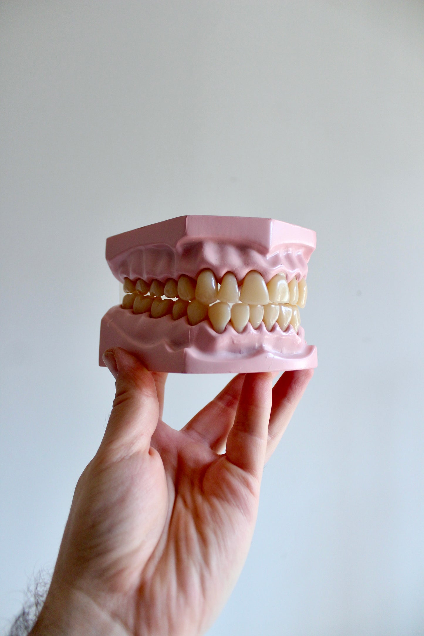 Oversized Dental Teaching Model