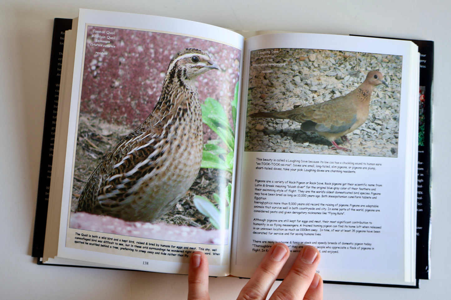 2011 Ras Al-Zour: A Naturalist’s Photo Album – Margery Ruth Deemer | Kuwait Wildlife & Natural History