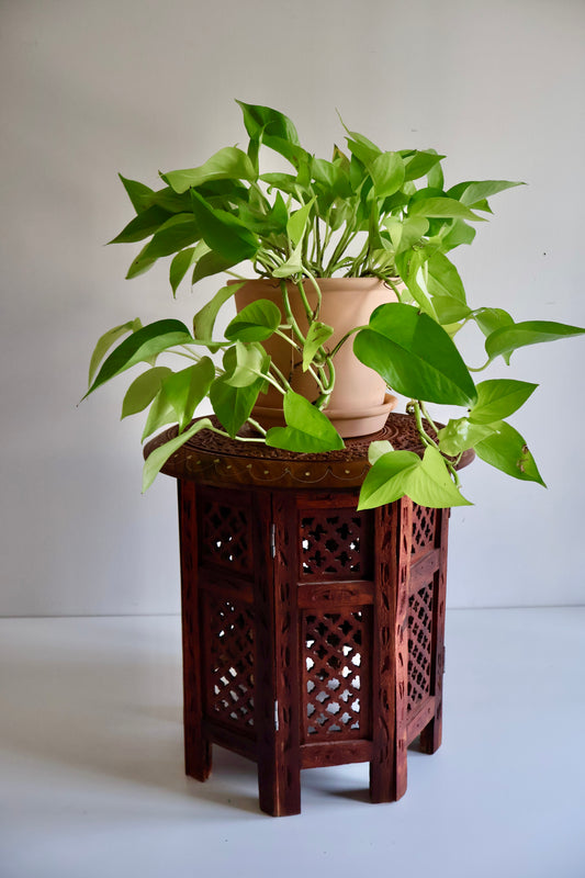 Vintage Indian Carved Wood Side Table / Plant Stand