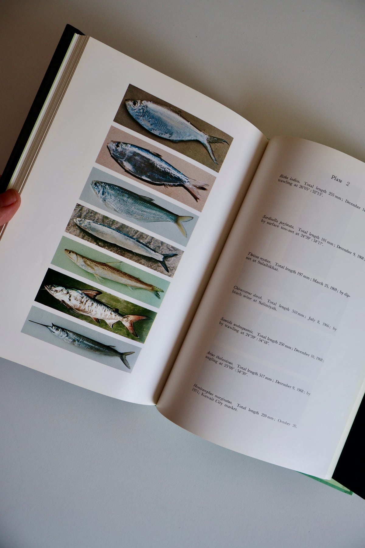 Fishes of Kuwait (1972 First Edition) – KISR Natural History Book with Dust Jacket