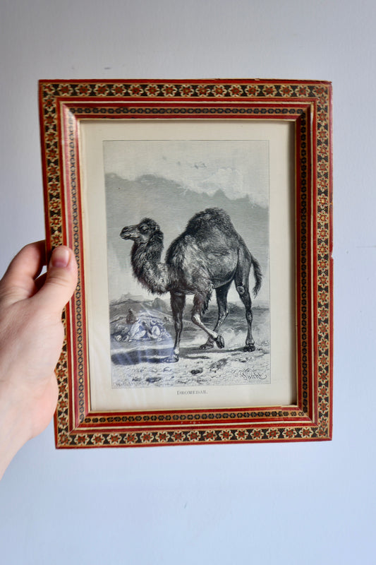 1880 Wood Engraving of a Dromedary Camel in Vintage Persian Khatam-Kari Frame