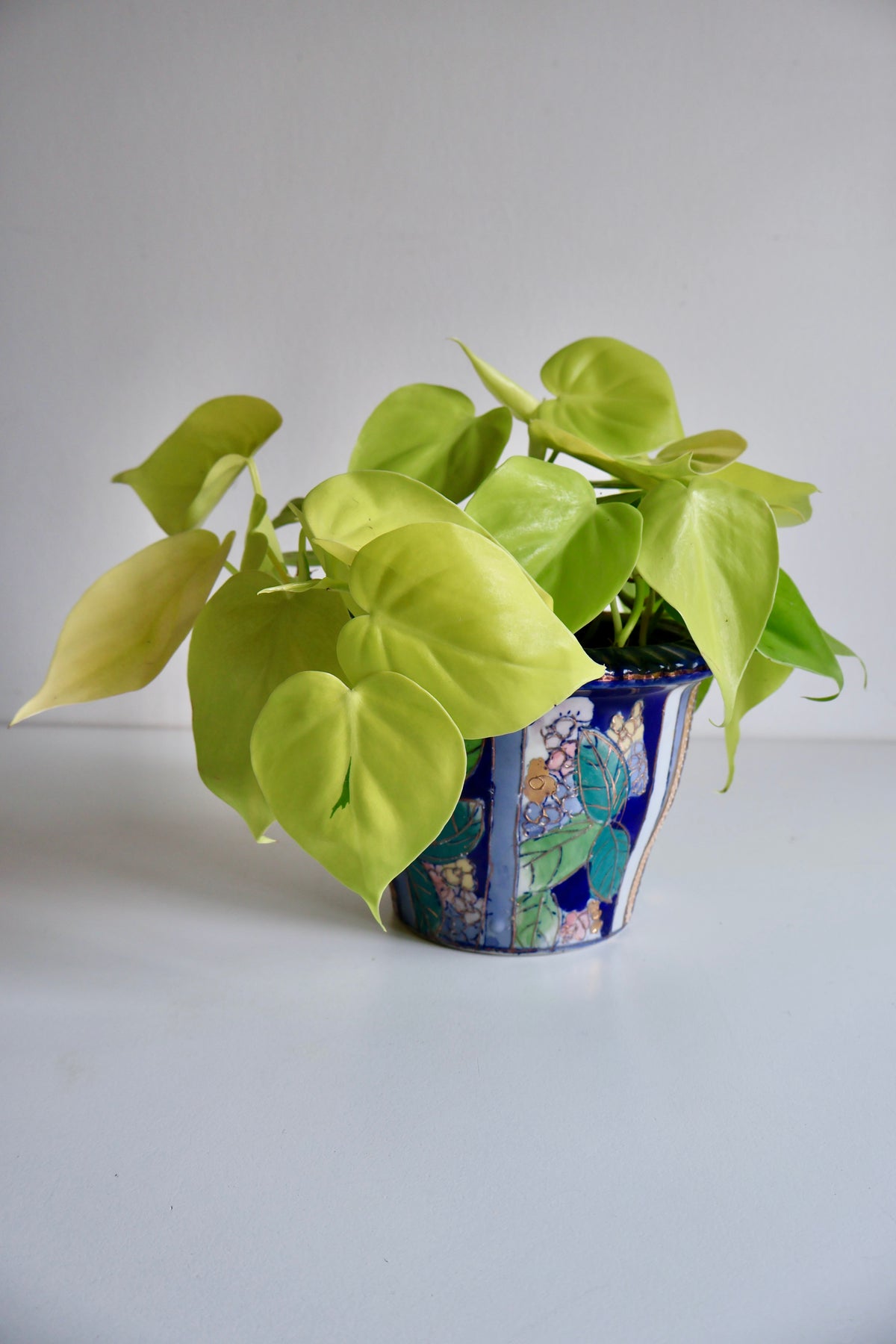 Vintage Chinese Porcelain Planter with Live Neon Pothos