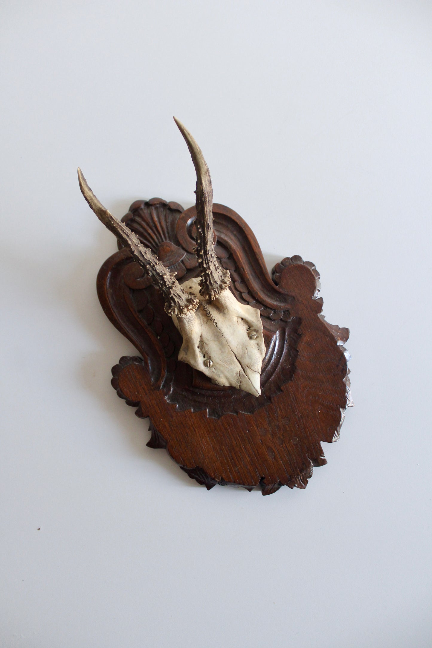 Vintage Black Forest Roe Deer Antler Trophy Mount