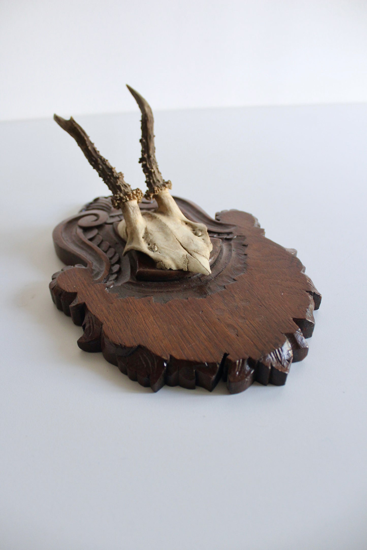 Vintage Black Forest Roe Deer Antler Trophy Mount