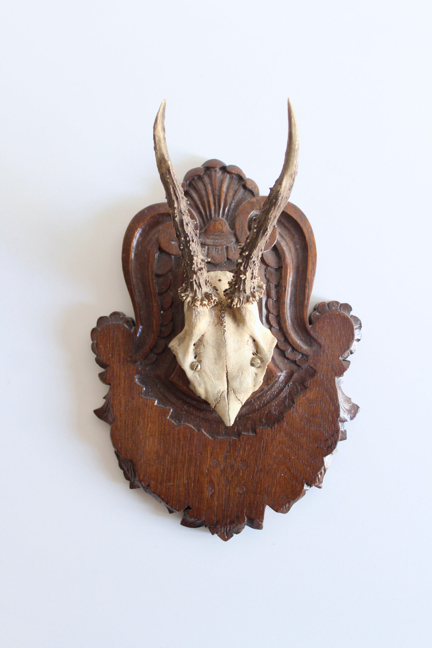 Vintage Black Forest Roe Deer Antler Trophy Mount