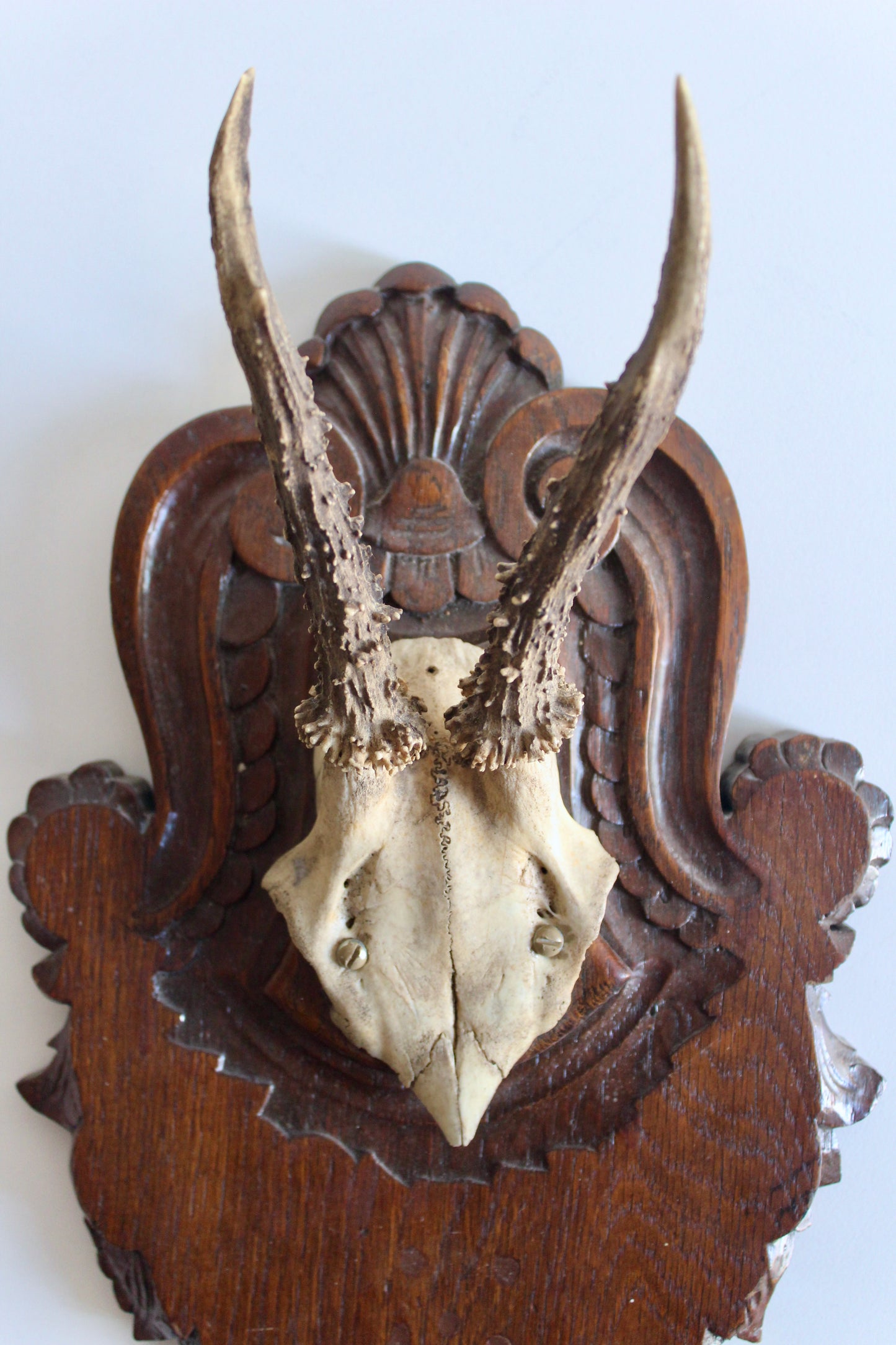 Vintage Black Forest Roe Deer Antler Trophy Mount