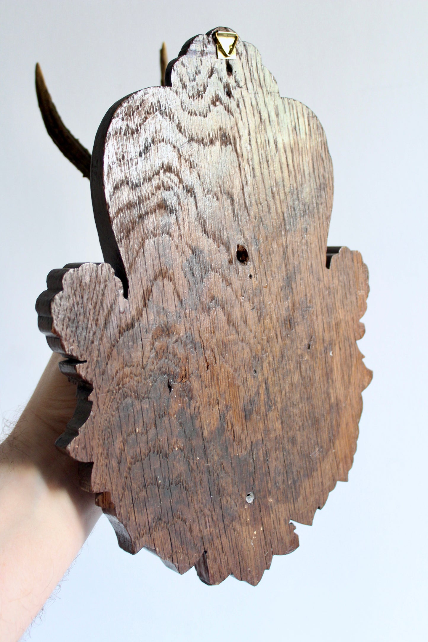 Vintage Black Forest Roe Deer Antler Trophy Mount