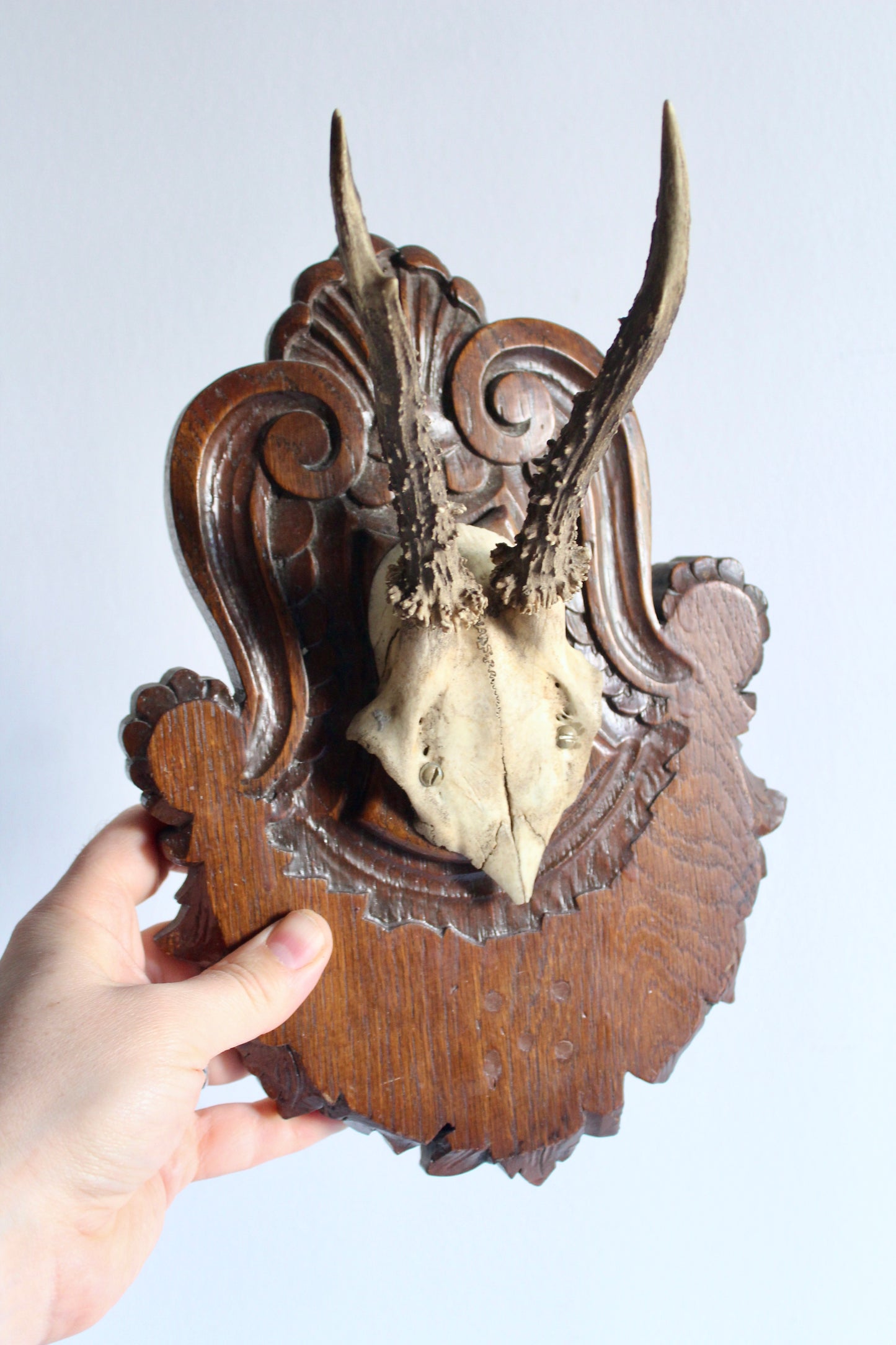 Vintage Black Forest Roe Deer Antler Trophy Mount