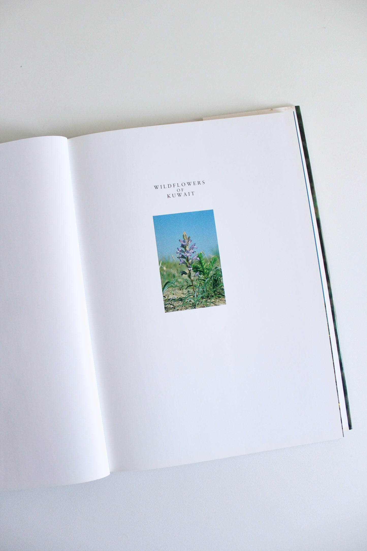 Vintage 1995 "Wildflowers of Kuwait" Hardcover by Linda Shuaib – Rare Kuwait Natural History Book