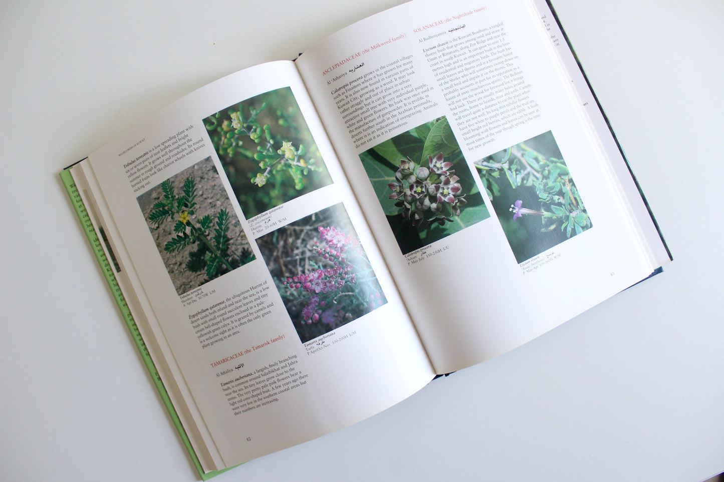 Vintage 1995 "Wildflowers of Kuwait" Hardcover by Linda Shuaib – Rare Kuwait Natural History Book