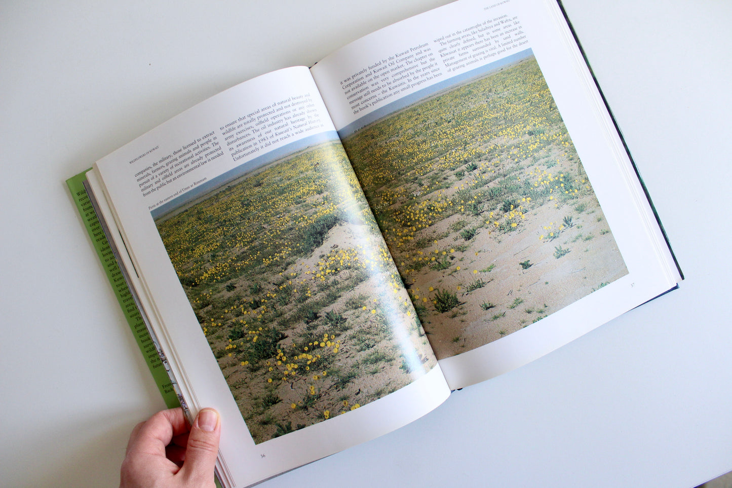 Vintage 1995 "Wildflowers of Kuwait" Hardcover by Linda Shuaib – Rare Kuwait Natural History Book