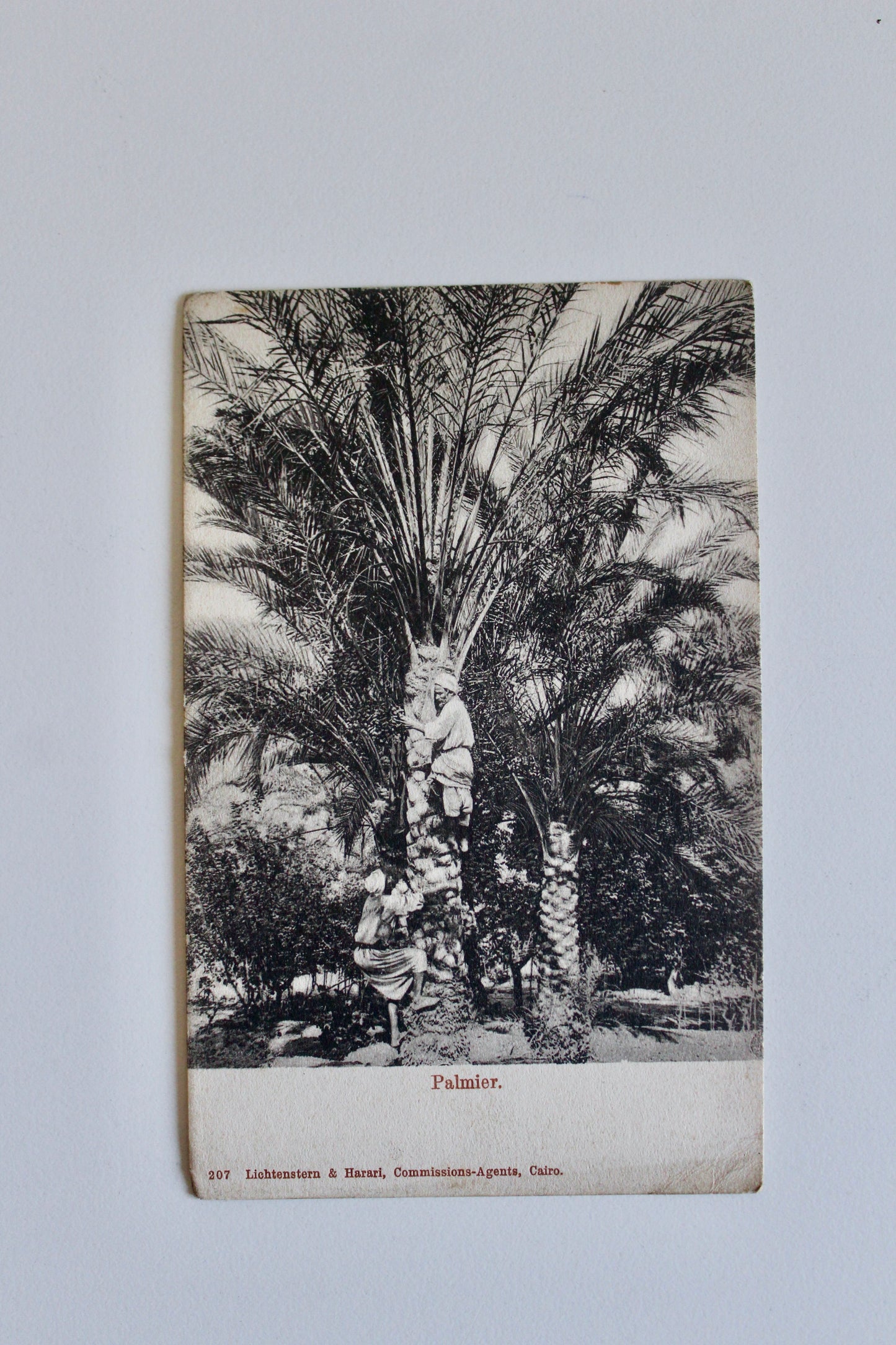 Egyptian Date Palm Harvest Postcard – Cairo, c. 1901–1904