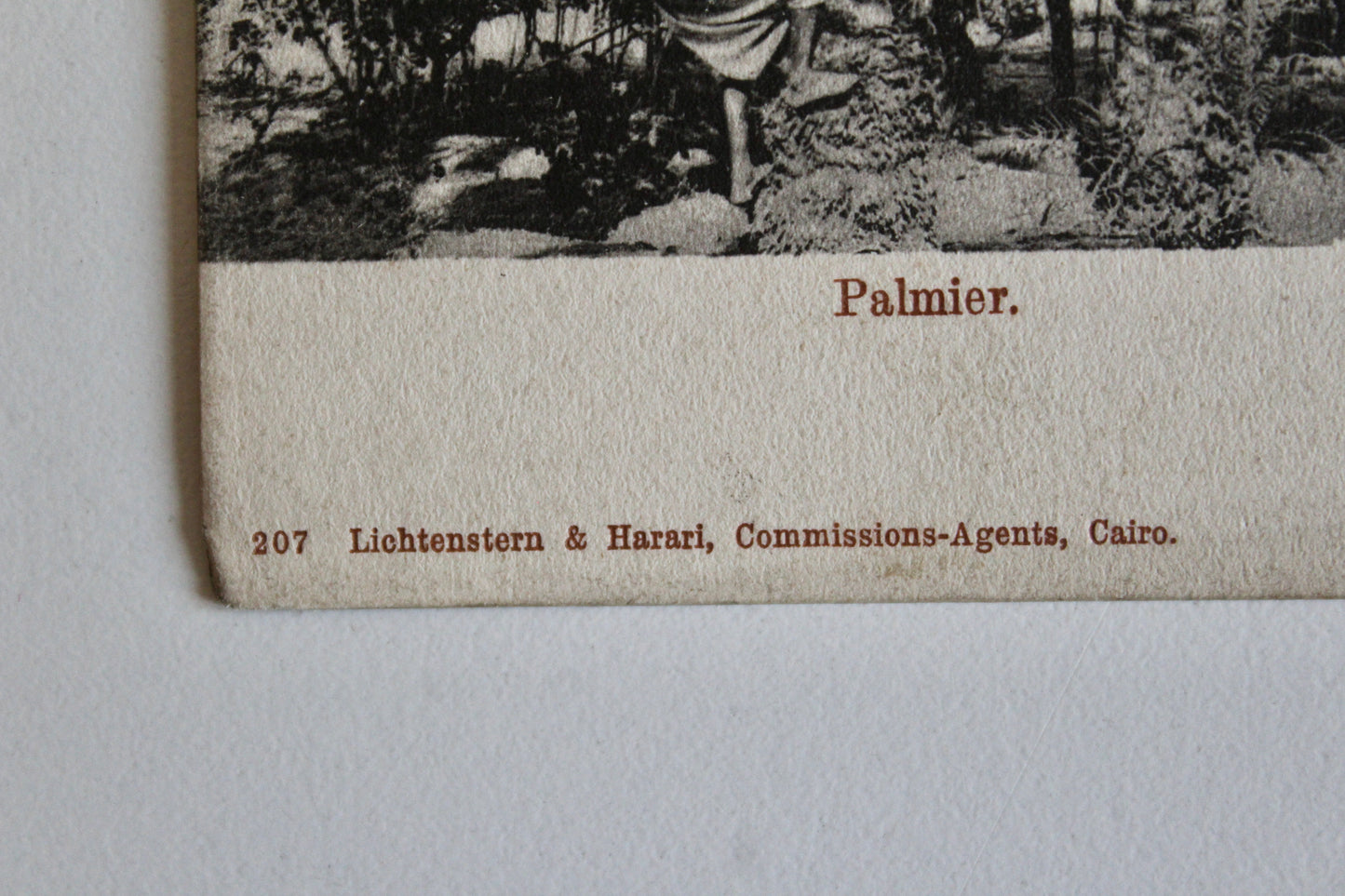 Egyptian Date Palm Harvest Postcard – Cairo, c. 1901–1904