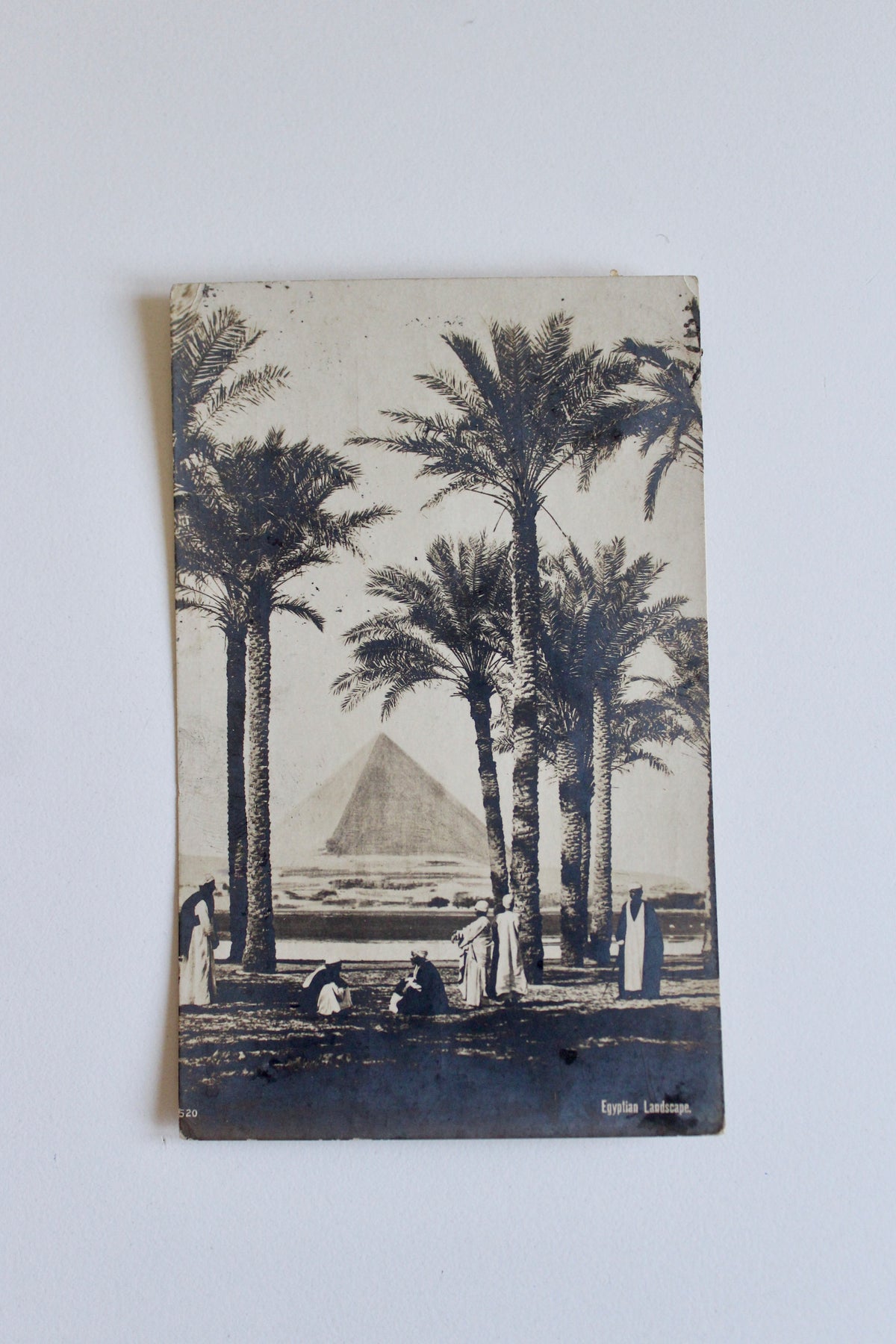Antique Egyptian Postcard – Pyramids & Palm Grove, 1906