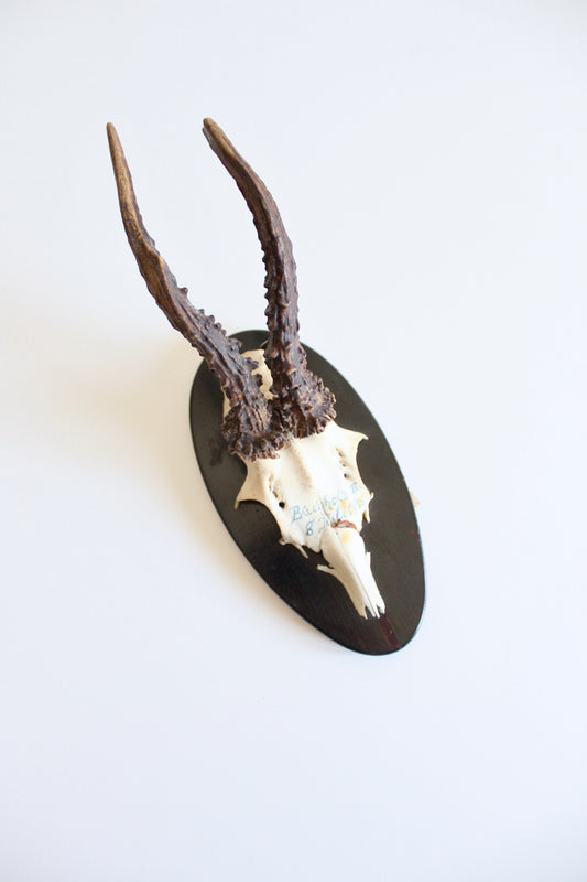 Vintage German Roe Deer Antler Trophy | Dated 1965 with Original Hunting Tag