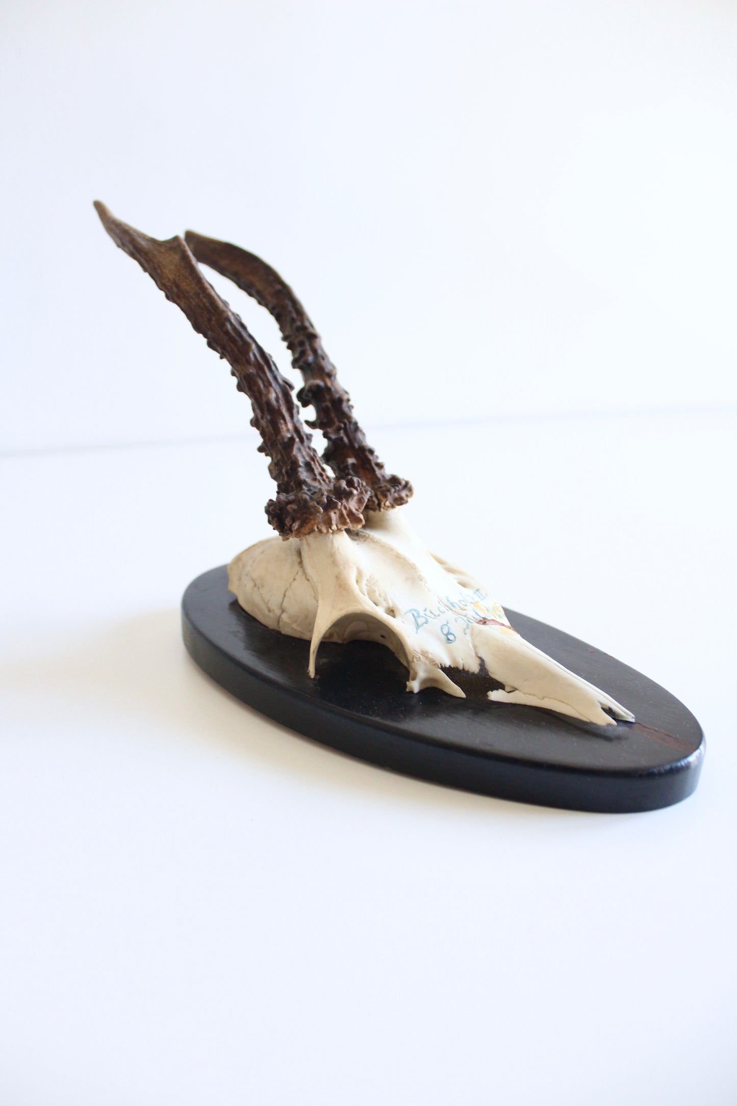 Vintage German Roe Deer Antler Trophy | Dated 1965 with Original Hunting Tag