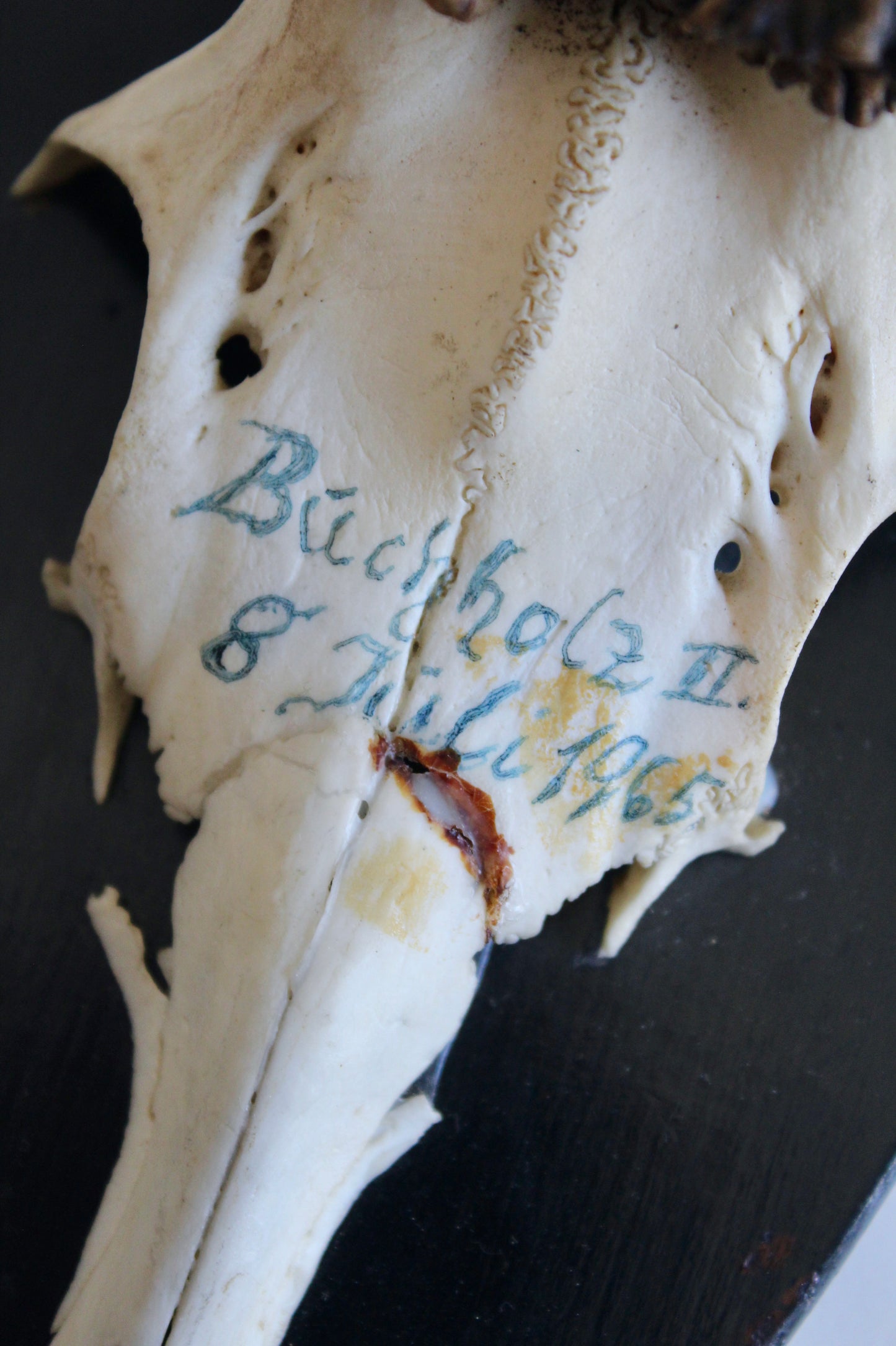 Vintage German Roe Deer Antler Trophy | Dated 1965 with Original Hunting Tag