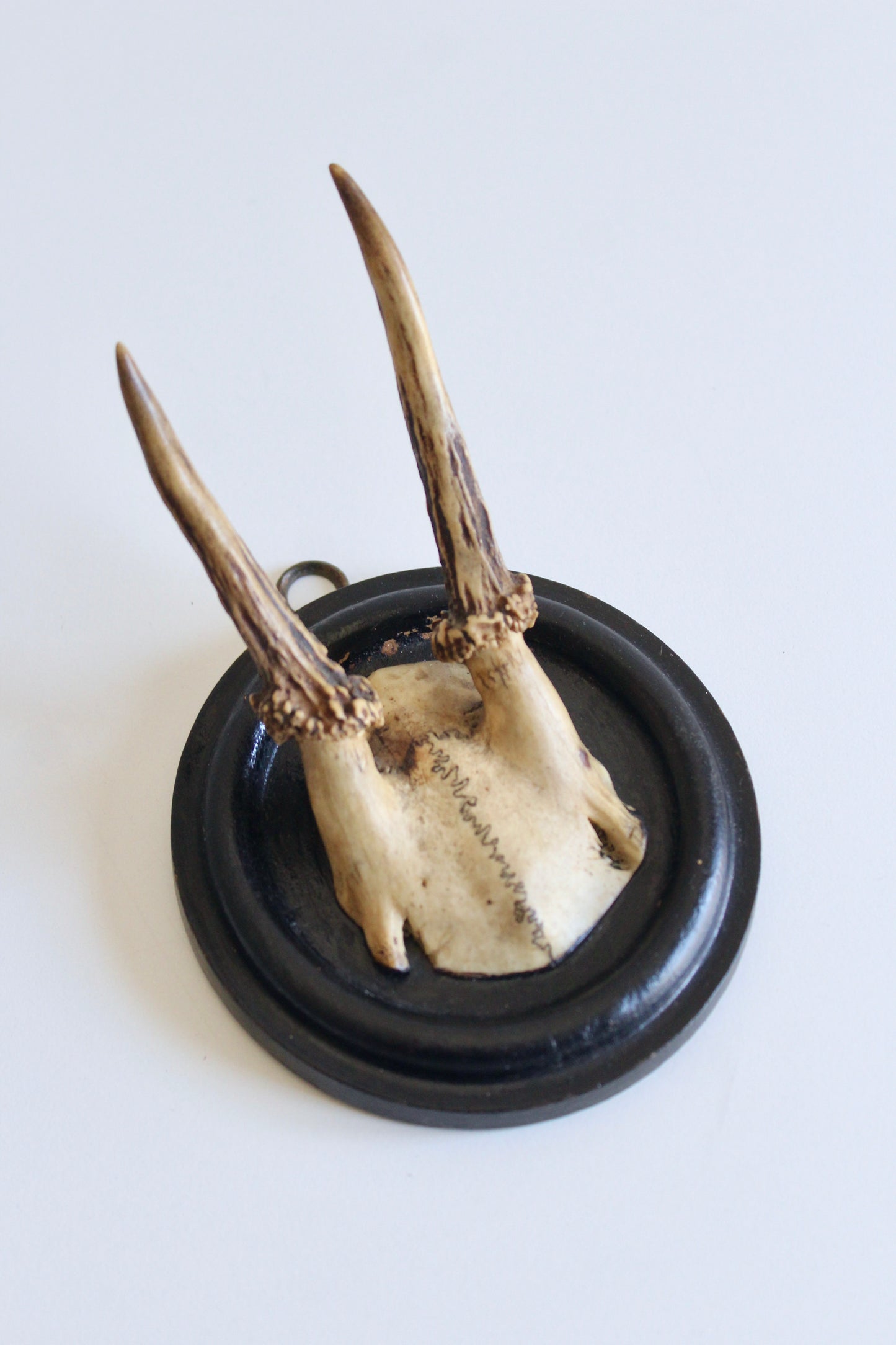 Vintage European Roe Deer Antler Wall Mount