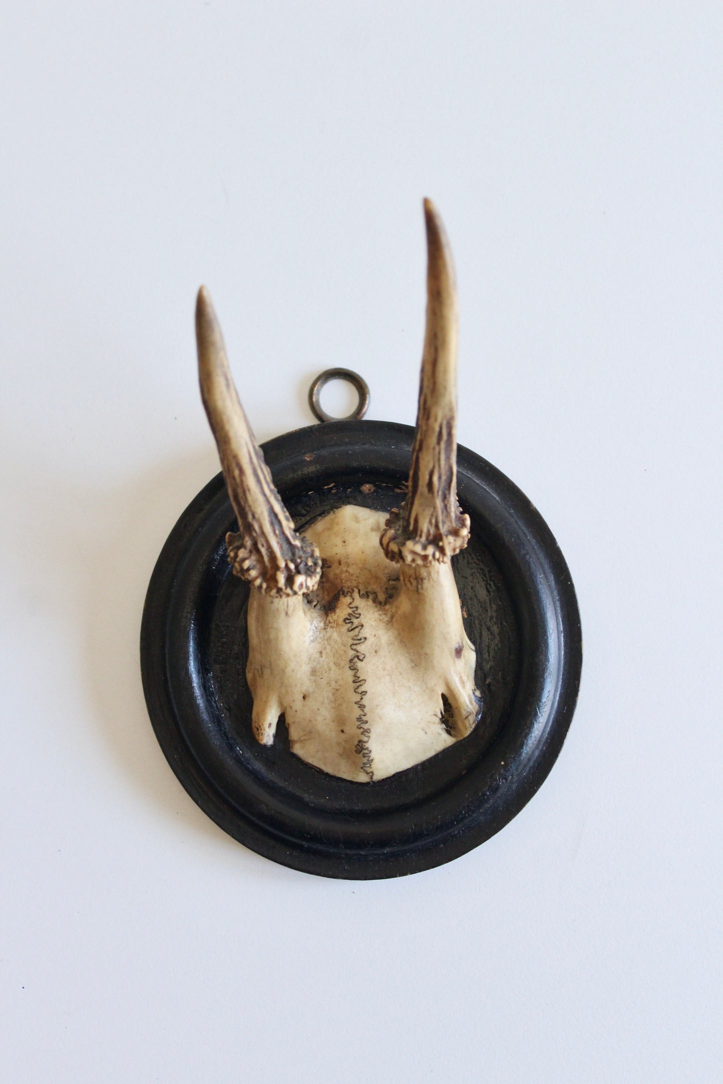Vintage European Roe Deer Antler Wall Mount