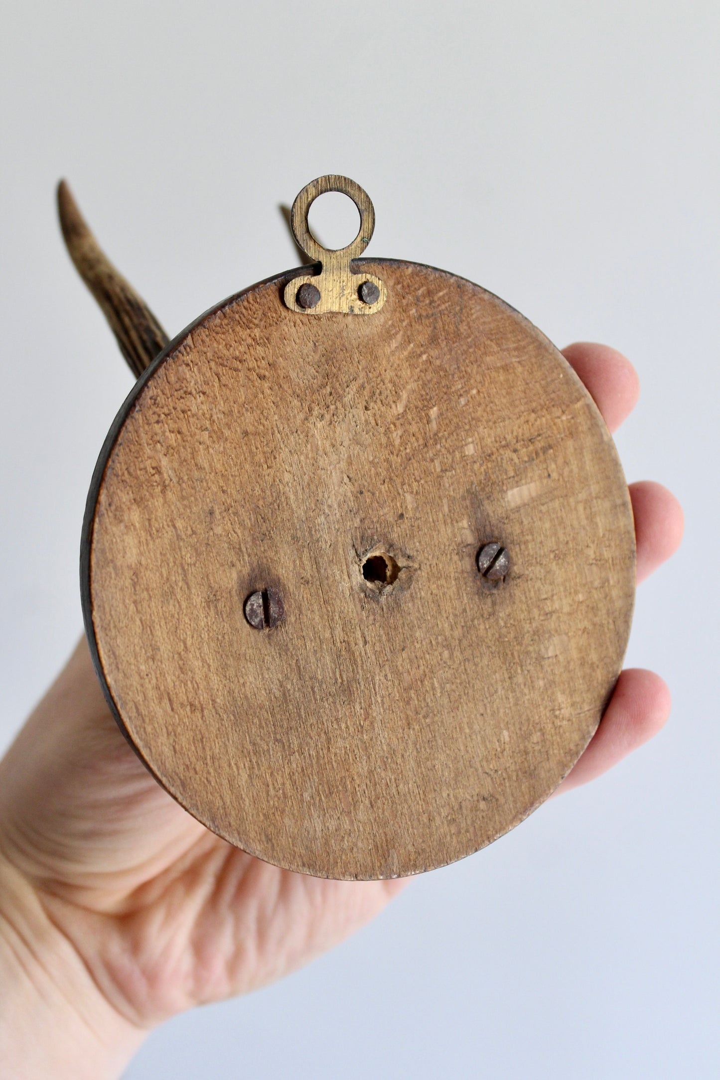 Vintage European Roe Deer Antler Wall Mount